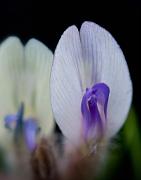 Astragulus purshii, Pursh's Locoweed 